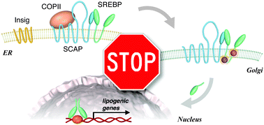 SREBP激活的小分子抑制剂-代谢紊乱新治疗的潜力