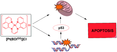图形摘要：双重目标，p53独立，凋亡诱导铂（II）抗癌复合物，[Pt（BDIQQ）] CL
