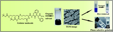 Graphical abstract: Organogelation through self-assembly of low-molecular-mass amphiphilic peptide