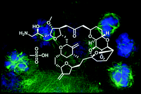 Graphical abstract: From micrograms to grams: scale-up synthesis of eribulin mesylate