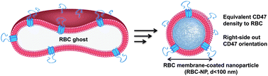 ‘Marker-of-self’ functionalization of nanoscale particles through a top-down cellular membrane coating approach