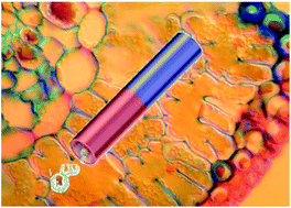 Graphical abstract: Towards biocompatible nano/microscale machines: self-propelled catalytic nanomotors not exhibiting acute toxicity