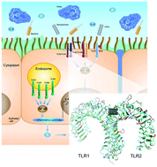 Graphical abstract: Immunotoxicity of nanoparticles: a computational study suggests that CNTs and C60 fullerenes might be recognized as pathogens by Toll-like receptors