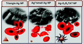 Graphical abstract: The potent antimicrobial properties of cell penetrating peptide-conjugated silver nanoparticles with excellent selectivity for Gram-positive bacteria over erythrocytes