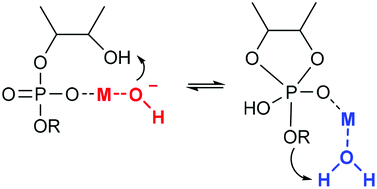 There is no universal mechanism for the cleavage of RNA model compounds in the presence of metal ion catalysts