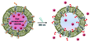 Photoresponsive vesicle permeability based on intramolecular host-guest inclusion