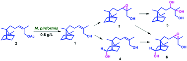 Graphical abstract: Biocatalyst mediated regio- and stereo-selective hydroxylation and epoxidation of (Z)-α-santalol