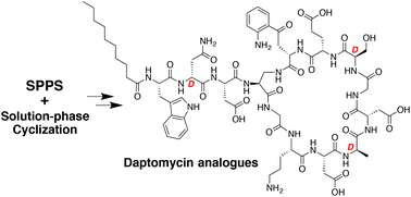 A combined solid- and solution-phase approach provides convenient access to analogues of the calcium-dependent lipopeptide antibiotics