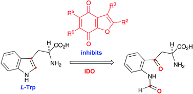 Benzofuranquinones as inhibitors of indoleamine 2,3-dioxygenase (IDO). Synthesis and biological evaluation