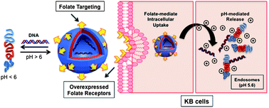 Graphical abstract: Synthesis and characterization of variable conformation pH responsive block co-polymers for nucleic acid delivery and targeted cell entry