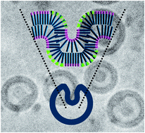 Graphical abstract: Spontaneous shape changes in polymersomes via polymer/polymer segregation