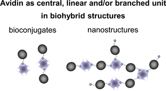 Graphical abstract: Biohybrid structures consisting of biotinylated glycodendrimers and proteins: influence of the biotin ligand's number and chemical nature on the biotin–avidin conjugation