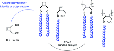 Graphical abstract: Synthesis and polymerization of cyclobutenyl-functionalized polylactide and polycaprolactone: a consecutive ROP/ROMP route towards poly(1,4-butadiene)-g-polyesters