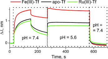 typical bio-layer interferometry response curves for the binding and dissociation of human Tf to recombinant human TfR1 in the presence or absence of metal ions