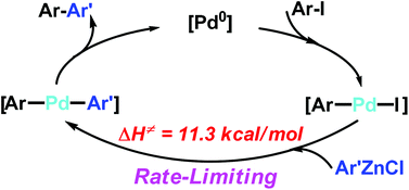 Graphical abstract: Transmetalation of Ar1ZnX with [Ar2–Pd–X] is the rate-limiting step: kinetic insights from a live Pd-catalyzed Negishi coupling