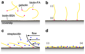 Graphical abstract: Accurate polarity control and parallel alignment of actin filaments for myosin-powered transport systems