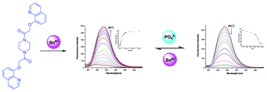 Graphical abstract: A water soluble fluorescent sensor for the reversible detection of tin(iv) ion and phosphate anion