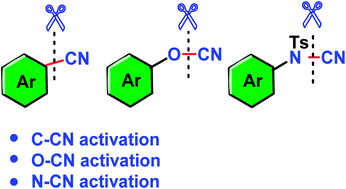 Graphical abstract: Transformations of X (C, O, N)–CN bonds: cases of selective X (C, O, N)–C activation