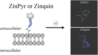 zinc signal