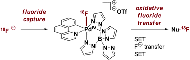 Graphical abstract: Mechanism of electrophilic fluorination with Pd(iv): fluoride capture and subsequent oxidative fluoride transfer