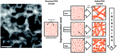 Graphical abstract: Effects of supersaturation on the structure and properties of poly(9,9-dioctyl fluorene) organogels