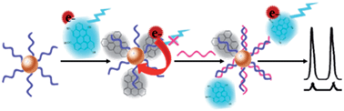 Graphical abstract: Electrochemiluminescence resonance energy transfer between graphene quantum dots and gold nanoparticles for DNA damage detection