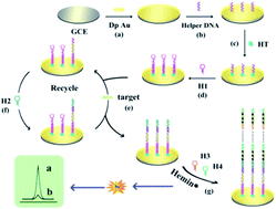 Graphical abstract: An electrochemiluminescent microRNA biosensor based on hybridization chain reaction coupled with hemin as the signal enhancer