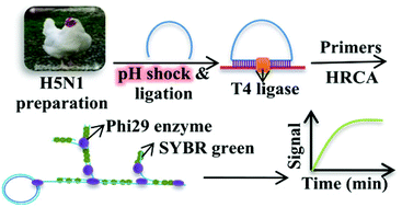 Graphical Abstract