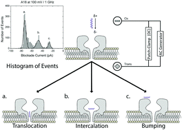 Graphical Abstract