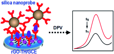 Graphical abstract: Amplified inhibition of the electrochemical signal of graphene–thionine nanocomposites using silica nanoprobes for ultrasensitive electrochemical immunoassays