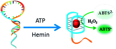 图形摘要：用dnazyme比色法检测ATP：设计一种可激活的发夹探针，减少背景信号，提高选择性