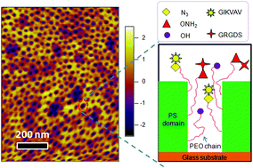 Graphical abstract: Changing ligand number and type within nanocylindrical domains through kinetically constrained self-assembly – impacts of ligand ‘redundancy’ on human mesenchymal stem cell adhesion and morphology