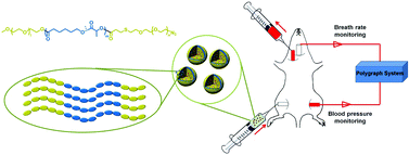 Graphical abstract: Asymmetric copolymer vesicles to serve as a hemoglobin vector for ischemia therapy