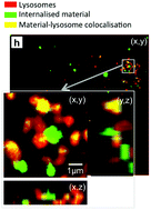 Intracellular Distribution of CaP showing co-localization with lysosomes