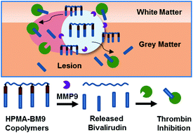 图形摘要：MMP9敏感聚合物介导环境反应性比伐卢定释放和凝血酶抑制
