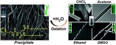 Graphical abstract: Water tuned the helical nanostructures and supramolecular chirality in organogels