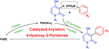Graphical abstract: Palladium catalyzed C3-arylation of 4-hydroxy-2-pyridones