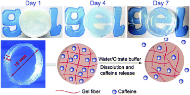 Graphical abstract: Dissolvable metallohydrogels for controlled release: evidence of a kinetic supramolecular gel phase intermediate