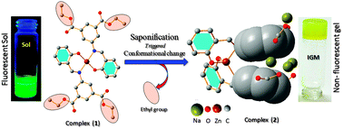 Graphical abstract: A saponification-triggered gelation of ester-based Zn(ii) complex through conformational transformations