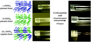 Graphical abstract: Proteolytic stability of amphipathic peptide hydrogels composed of self-assembled pleated β-sheet or coassembled rippled β-sheet fibrils