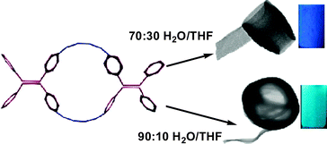 Graphical abstract: Microtubes and hollow microspheres formed by winding of nanoribbons from self-assembly of tetraphenylethylene amide macrocycles