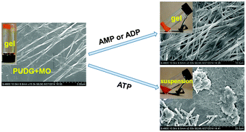 Graphical abstract: Visualized discrimination of ATP from ADP and AMP through collapse of supramolecular gels