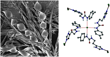 Graphical abstract: Highly interlocked anion-bridged supramolecular networks from interrupted imidazole–urea gels