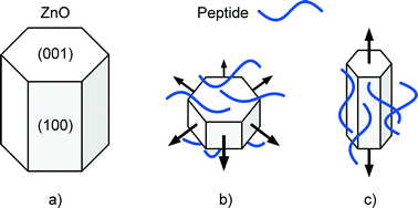 Graphical Abstract