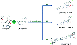 Graphical abstract: Polymorphism of felodipine co-crystals with 4,4′-bipyridine