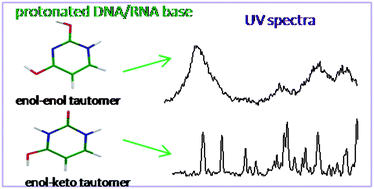 Excited states of protonated DNA/RNA bases