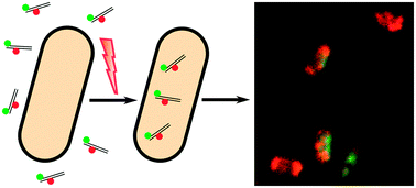 Graphical abstract: Characterization of organic fluorophores for in vivo FRET studies based on electroporated molecules