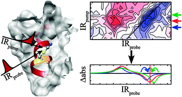 Vibrational dynamics and solvatochromism of the label SCN in various solvents and hemoglobin by time dependent IR and 2D-IR spectroscopy