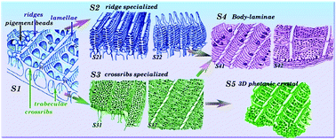 Butterfly effects: novel functional materials inspired from the wings scales