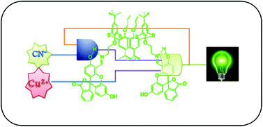 Graphical abstract: A new thiacalix[4]arene-fluorescein based probe for detection of CN− and Cu2+ ions and construction of a sequential logic circuit